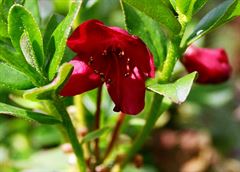 R.campylogynum - Bodnat Red